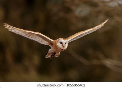 3,235 Barn owl flying Images, Stock Photos & Vectors | Shutterstock