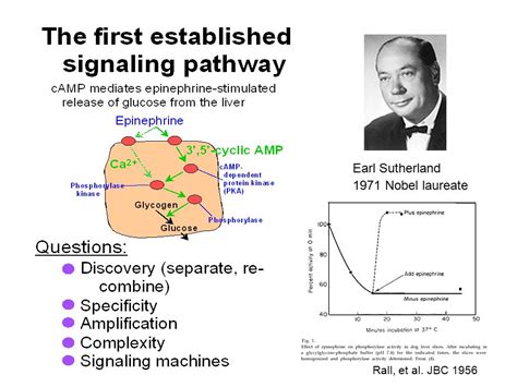 Mcb Signal Transduction Lecture General Concepts Of Signal