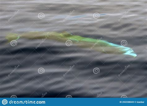 Cuvier Beaked Whale Close Up Portrait Stock Image - Image of life ...