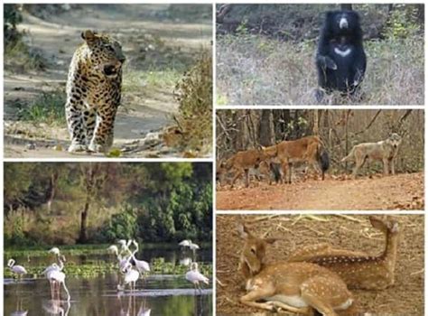 top  national parks  wildlife sanctuaries  gujarat