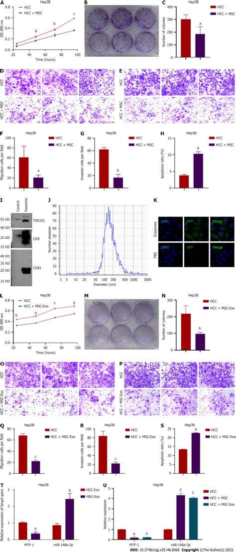 Human Hcc Cell Line Hep3b Atcc Bioz