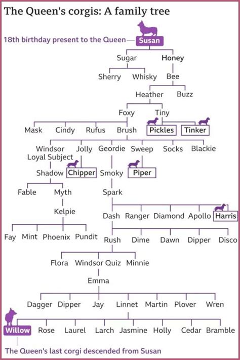 Late Queen Elizabeth II Natural Love for Corgis breed! Where are the Dogs now? – Married Biography