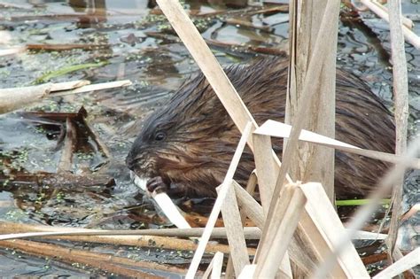 Muskrats Eat Swim And Dive At Cranberry Marsh In Whitby