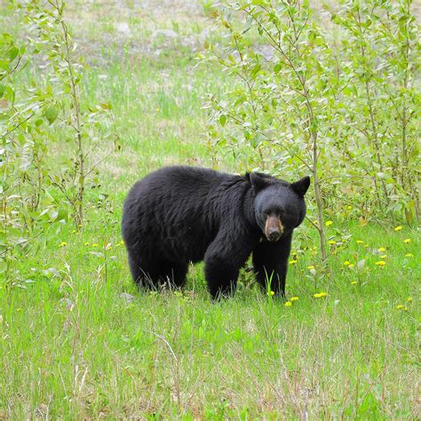 British Columbia Black Bear Hunting Guides Spot And Stalk Spring Bear