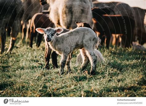 L Mmchen Lamm Schafe Ein Lizenzfreies Stock Foto Von Photocase