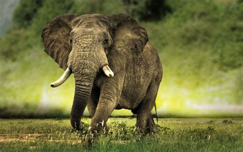 African Elephant Wallpapers - Wallpaper Cave