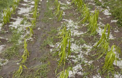 Una tormenta de granizo deja graves daños en entre 7 y 8 000 hectáreas