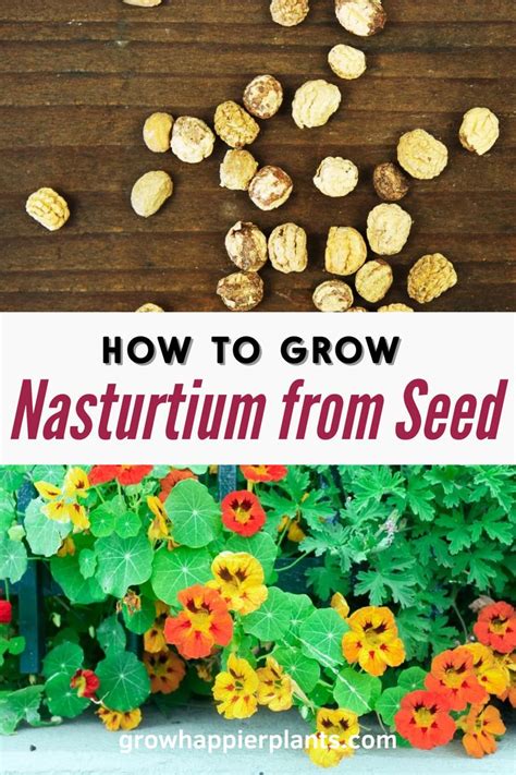 How To Grow Nasturtium From Seed In 2024 Nasturtium Planting Flowers From Seeds When To