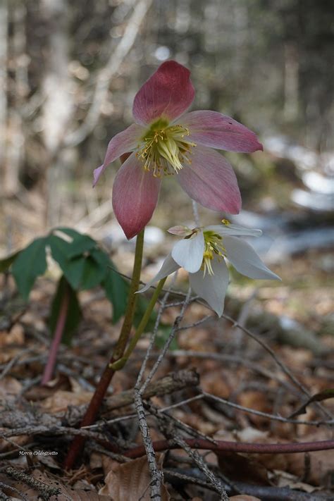 Rosa Di Natale Delle Alpi Juzaphoto