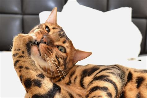 Bengal Cat Behavior: Are They Prone to Unwanted Behavior Issues? - The ...