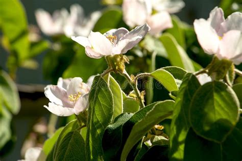 Photo D Une Pomme En Fleurs Ou D Un Coing En Plein Soleil Concept De La