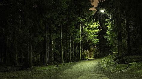 Hd Wallpaper Green Leafed Trees On Forest During Daytime Tremont