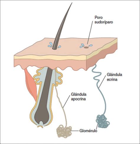 Rganos Que Regulan La Sudoraci N Cl Nica Del Sudor Sudor Excesivo