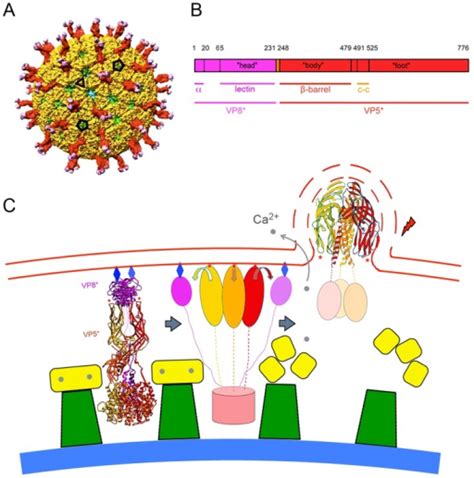 The Rotavirus Particle And Conformational Transformatio Open I