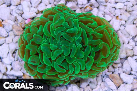 Branching Hammer Australia Green Head Corals