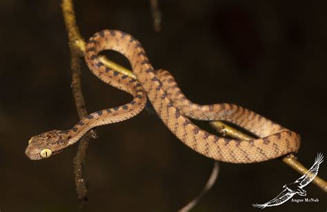 Sri Lanka Cat Snake Boiga Ceylonensis Sri Lanka Cat Snak Flickr