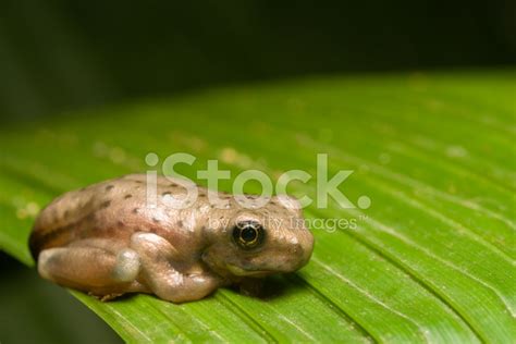 Baby Frog Stock Photo | Royalty-Free | FreeImages