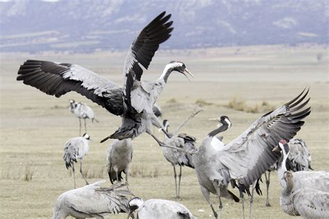 Fotografiar Grullas En La Laguna De Gallocanta Carlos Gonz Lez