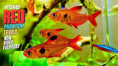 Red Phantom Tetra Chill Vibes With Serene Serpae Tetra Cousin