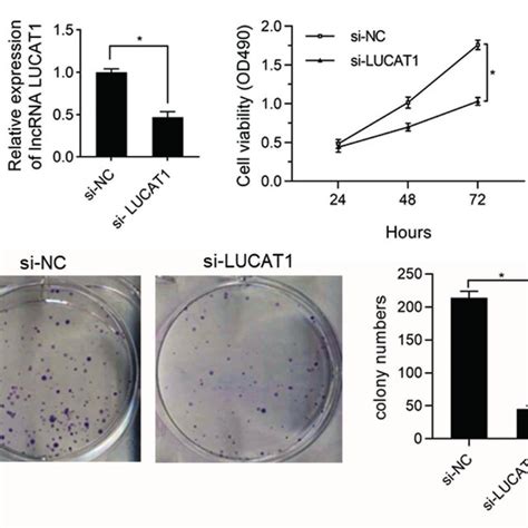 Effect Of Silencing Lncrna Lucat On Sk Ov Cell Proliferation A