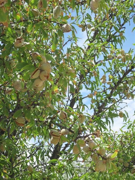 Oldstamper Musings: Almond tree