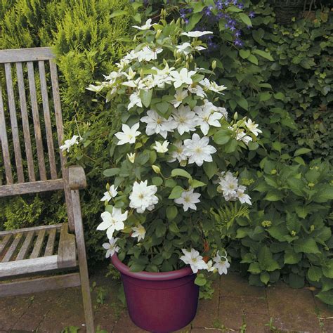 J ai testé sur mon balcon la clématite en pot Blog Promesse de fleurs