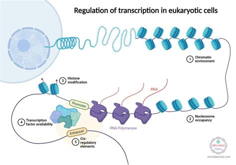 Gene Expression Stages Regulations Methods