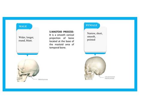 Sex Determination From Skull PPT