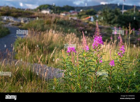 Wild flowers norway hi-res stock photography and images - Alamy