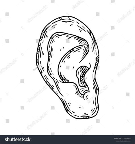 Human Ear Hand Drawn Sketch Vector Stock Vector (Royalty Free ...