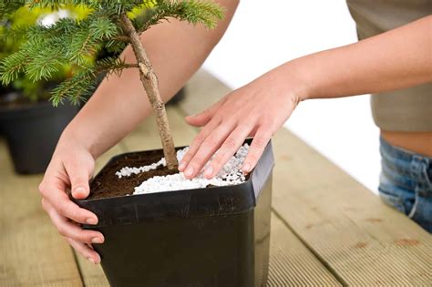 Spruce Bonsai Tree - A-Z Animals