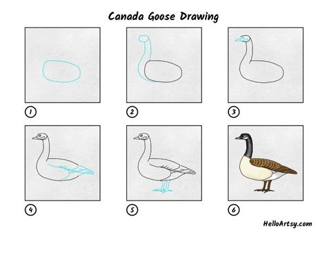 Canada Goose Drawing - HelloArtsy