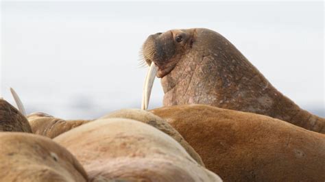 Scientists Head To Arctic To Check Citizens Count Of Walruses From Space