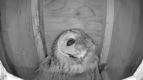 Tawny Owl Owlet Now 24 Hours Old Youtube