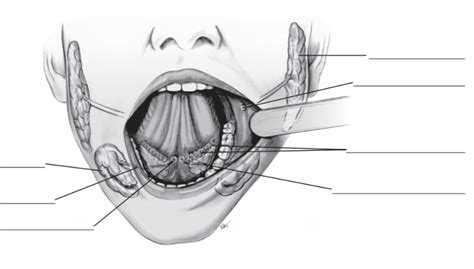 Major Salivary Glands Diagram Quizlet