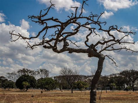 Brasil Deve Recuperar Milh Es De Hectares De Vegeta O Nativa