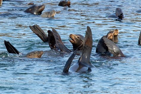 2023 Swimming With Sea Lions In Lima Provided By America Viajes