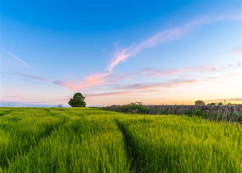 Photography of a green rice field HD wallpaper | Wallpaper Flare