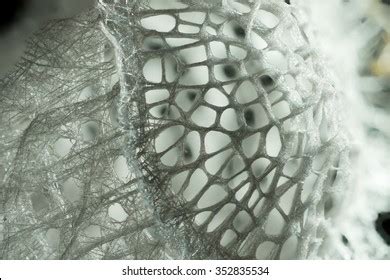 Venus Flower Basket Glass Sponge Stock Photo 352835534 | Shutterstock