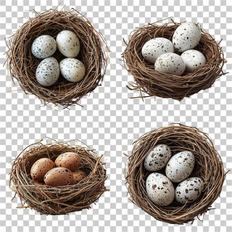 Premium Photo Set Of Eggs In Nest Isolated On Transparent Background