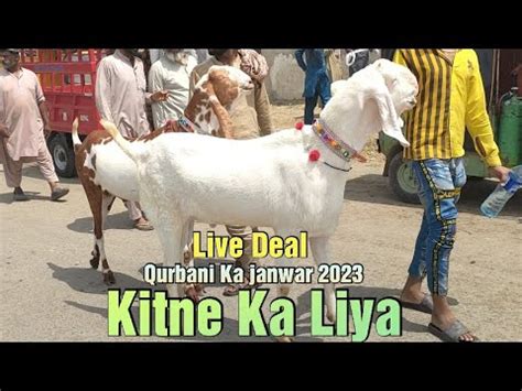 Kitne Ka Liya Qurbani Ka Janwar Bakra Eid Desi Bakre Shahpur