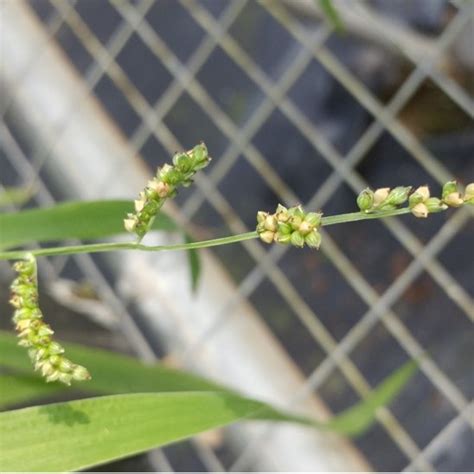 Grass And Sedges Mrec Uf Ifas University Of Florida Institute Of