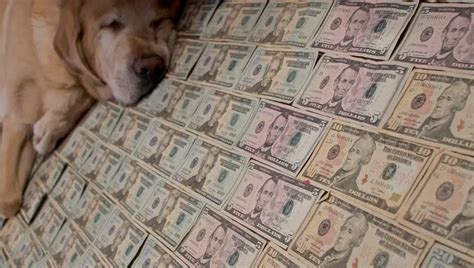 Pet Expenses That Are Tax Deductible Dogtime