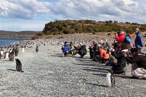 2023 Ushuaia Beagle Channel Tour To Martillo Island And Walk Among