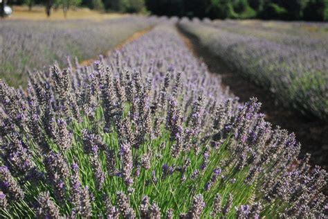 5 Extraordinary Lavender Plant Varieties to Explore for Different Uses ...