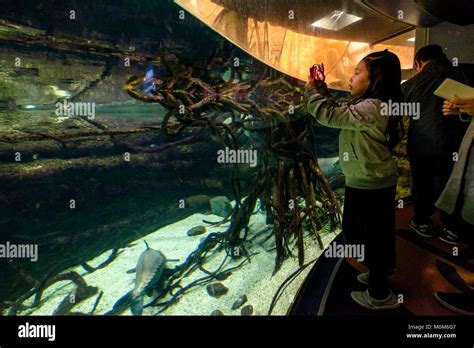 Japan Honshu island Kansaï region Osaka Kaiyukan aquarium Stock Photo