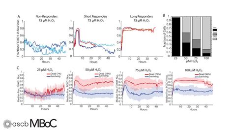 Mboc On Twitter Ahead Of Print Using Quantitative Immunofluorescence