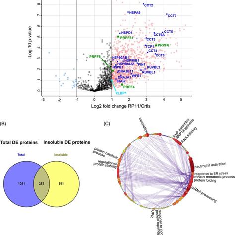 Differential Protein Abundance In The Insoluble Fractions Of Rp11‐rpe Download Scientific