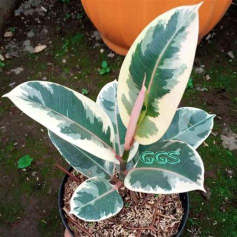 Jual Tanaman Hias Pohon Karet Kebo Ficus Elastica Variegata Size