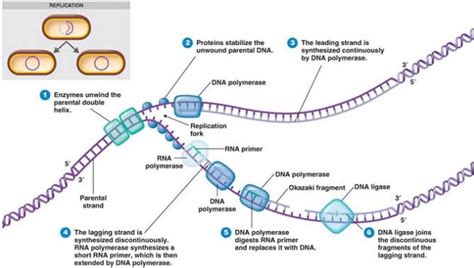 Solved What Is Dna Replication Course Hero